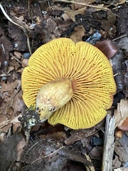 Phylloporus pelletieri
