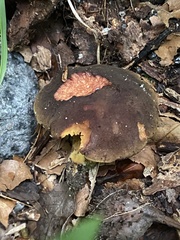 Phylloporus pelletieri