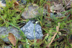 Pectocarya linearis ferocula