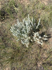 Krascheninnikovia lanata