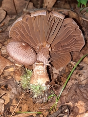 Cortinarius torvus