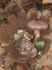 Cortinarius torvus