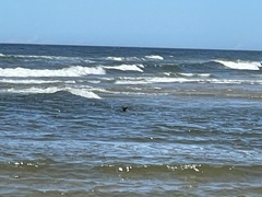 Phoca vitulina