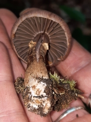 Cortinarius torvus