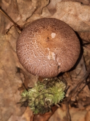 Cortinarius torvus