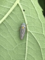 Graphocephala appropinquans