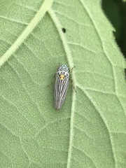 Graphocephala appropinquans