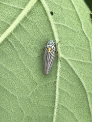 Graphocephala appropinquans