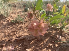 Rumex venosus