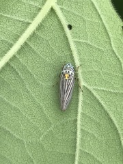 Graphocephala appropinquans