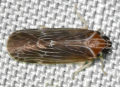 Synecdoche impunctata