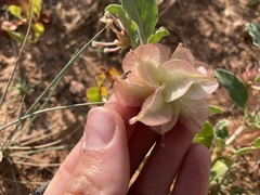 Rumex venosus