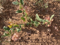 Rumex venosus