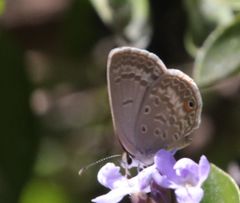 Euchrysops malathana