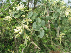 Cadaba fruticosa