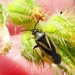 Fiddleneck Plant Bug - Photo (c) dlbowls, some rights reserved (CC BY-NC), uploaded by dlbowls