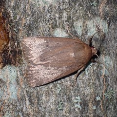 Amphipyra tragopoginis