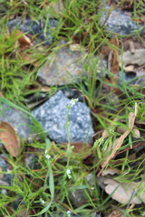 Pectocarya linearis ferocula