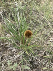 Echinacea angustifolia