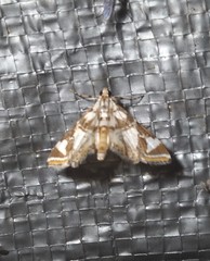 Chrysendeton