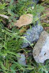 Pectocarya linearis ferocula