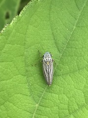 Graphocephala appropinquans
