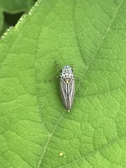 Graphocephala appropinquans