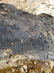 Uleiota dubia