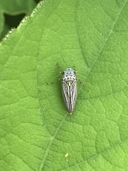 Graphocephala appropinquans