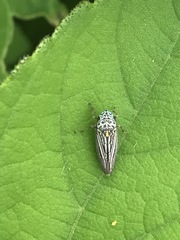 Graphocephala appropinquans