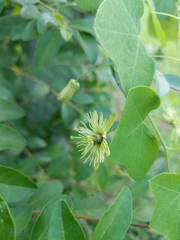 Passiflora lutea