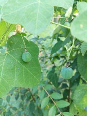 Passiflora lutea