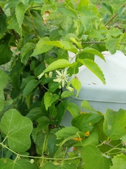 Passiflora lutea
