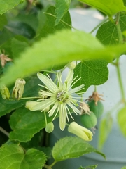 Passiflora lutea