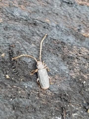 Uleiota dubia