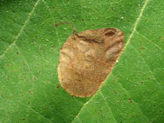 Ectoedemia platanella