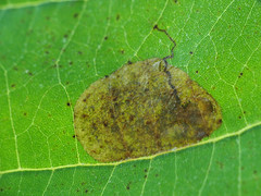 Ectoedemia platanella