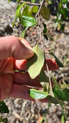 Petalostigma