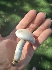 Agaricus