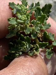 Oxybasis glauca salina