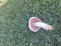 Agaricus