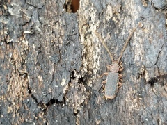 Uleiota dubia