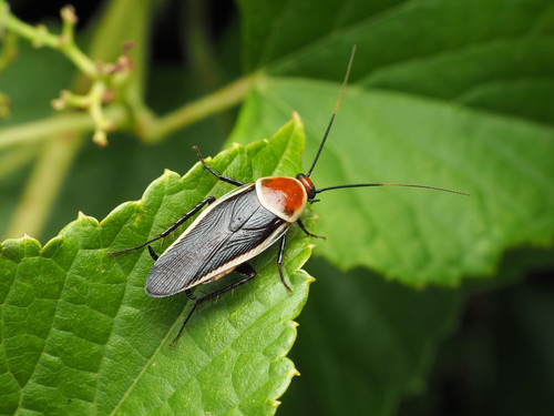 Pale-bordered Field Cockroach photographed in Oklahoma