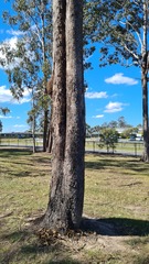 Eucalyptus moluccana