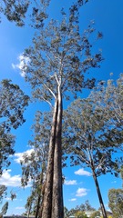 Eucalyptus moluccana
