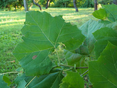 Ectoedemia platanella