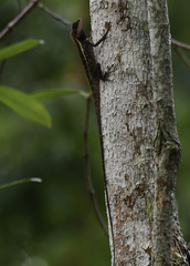 Calotes emma