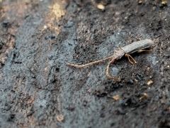 Uleiota dubia