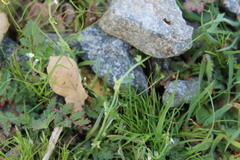 Pectocarya linearis ferocula