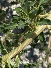 Oxybasis glauca salina